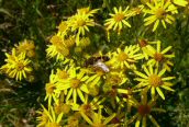 Common Ragwort