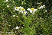 Scented Mayweed