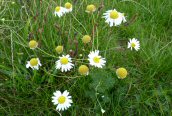 Scentless Mayweed