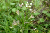Shepherd's Purse