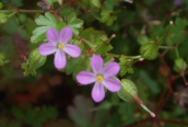 Shining Cranesbill