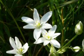 Star-of-Bethlehem