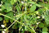 Stone Parsley