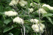 Swedish Whitebeam