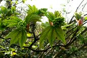Sycamore