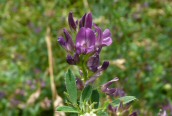Tufted Vetch 