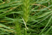 Wall Barley