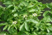 Watercress