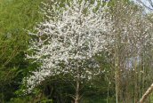 Wild Cherry