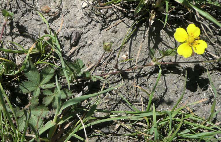 Hybrid Cinquefoil?