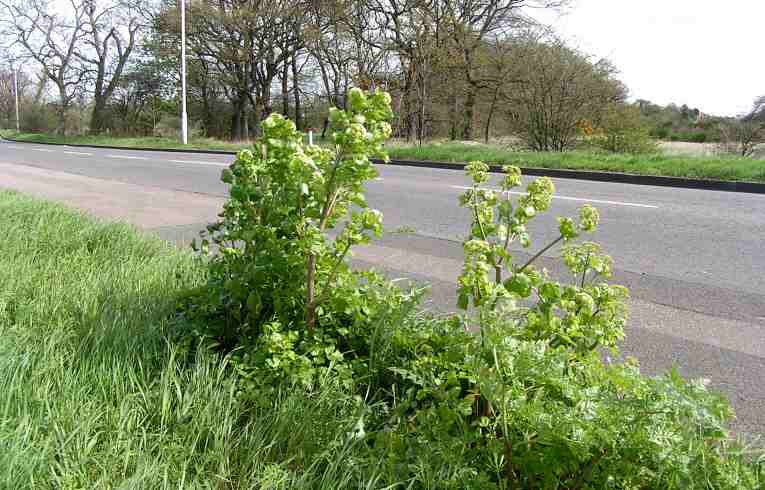 Alexanders