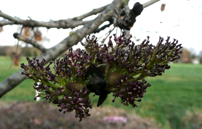 Fraxinus excelsior
