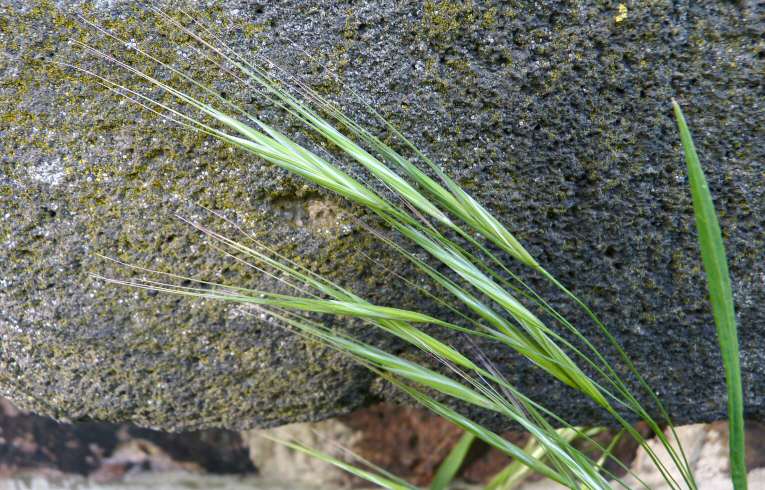 Barren Brome