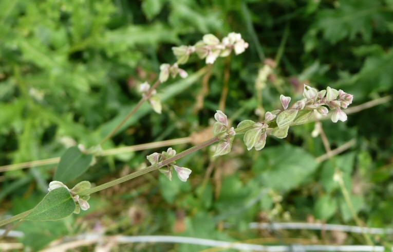 Black Bindweed