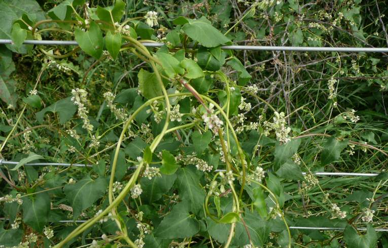 Black Bindweed