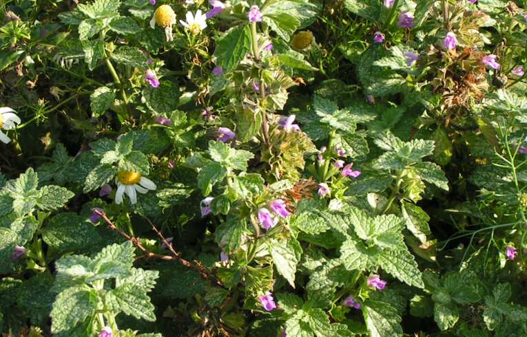 Black Horehound