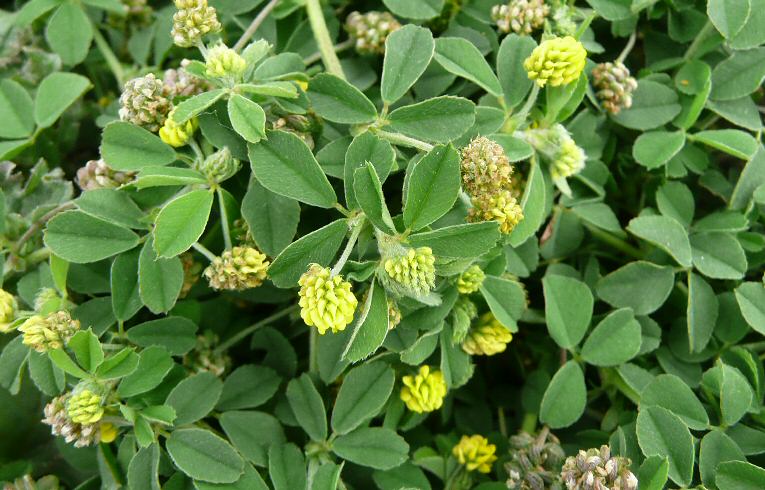 Black Medick