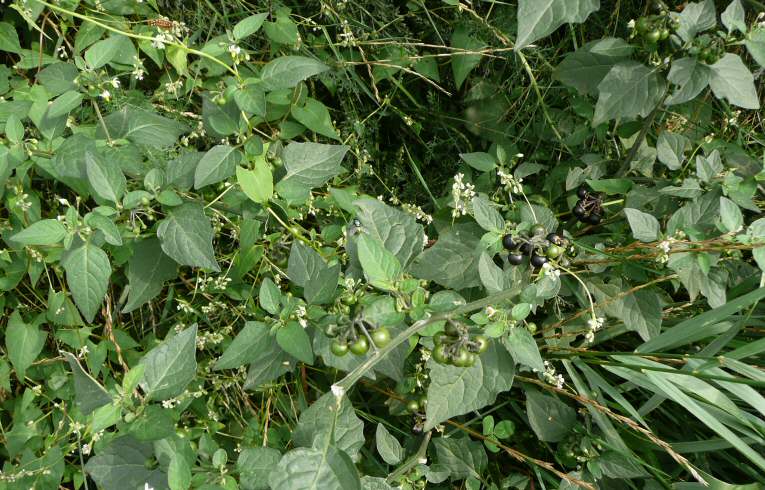Black Nightshade