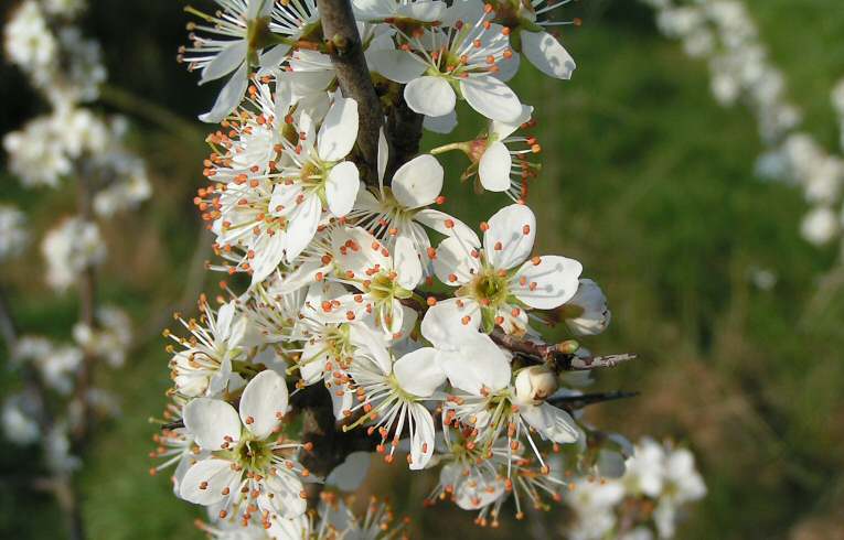 Blackthorn