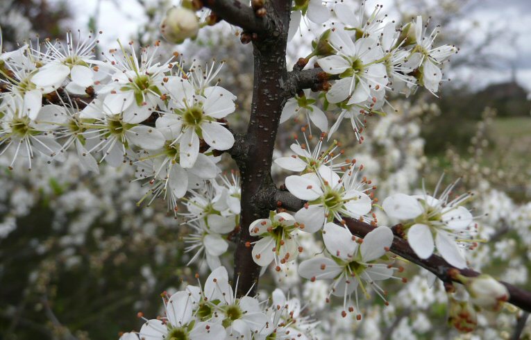 Blackthorn