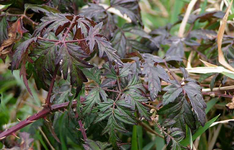 Rubus laciniatus