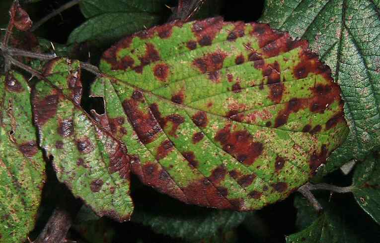 Bramble