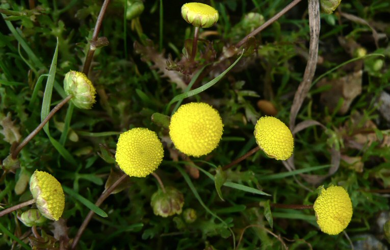 Buttonweed