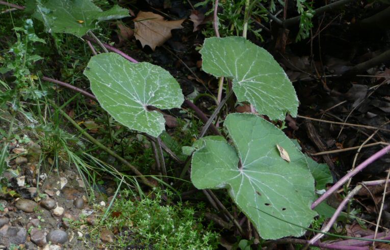 Coltsfoot