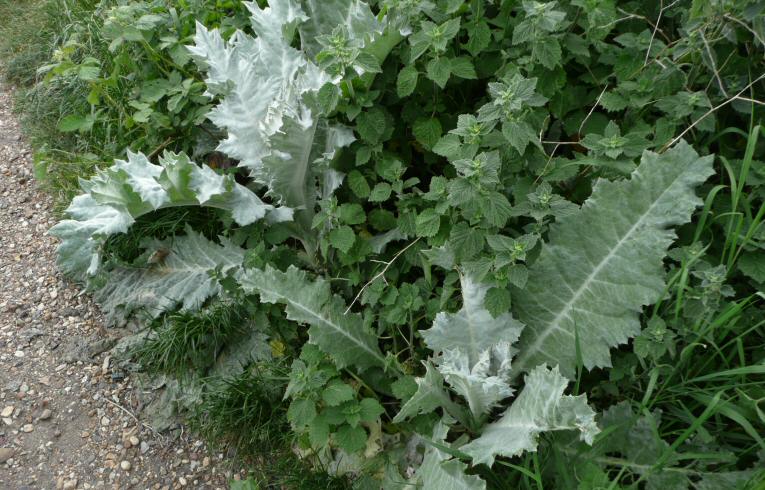 Cotton Thistle