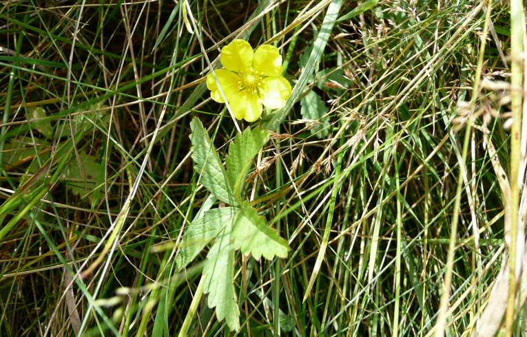 Creeping Cinquefoil