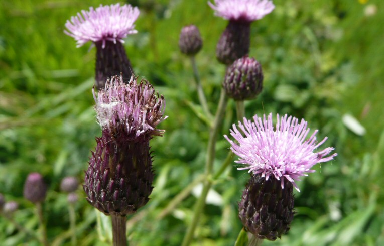 Creeping Thistle