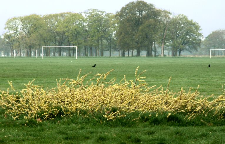 Creeping Willow