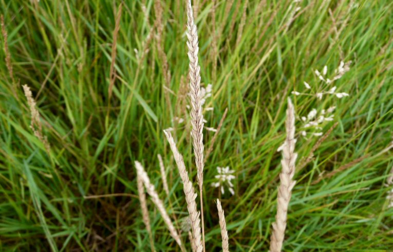 Crested Dog's-tail