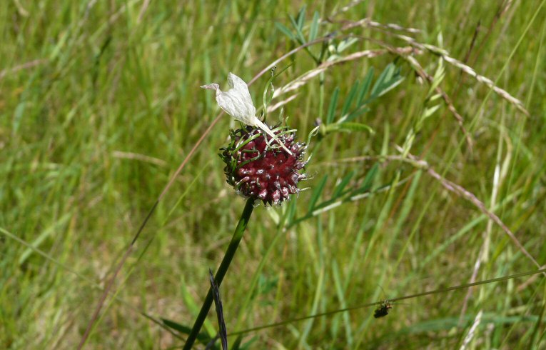 Crow Garlic