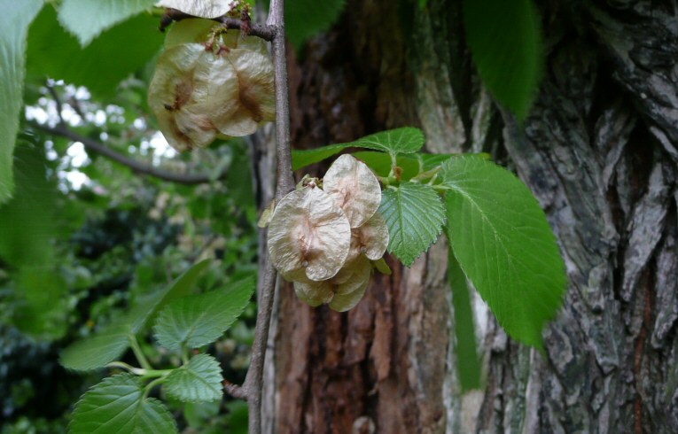 East Anglian Elm