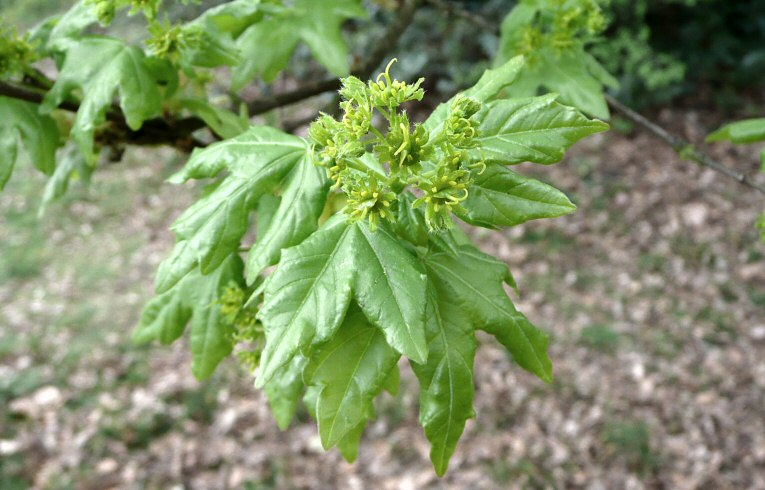 Field Maple