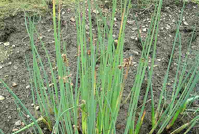 Flowering Rush
