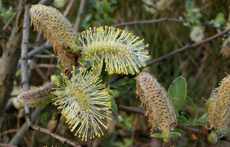 Goat Willow