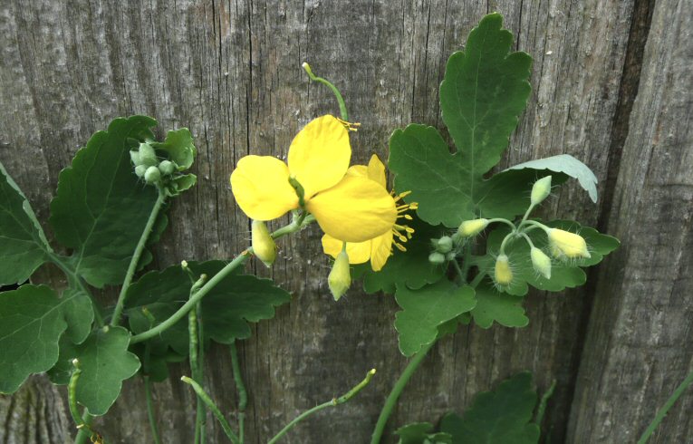 Greater Celandine