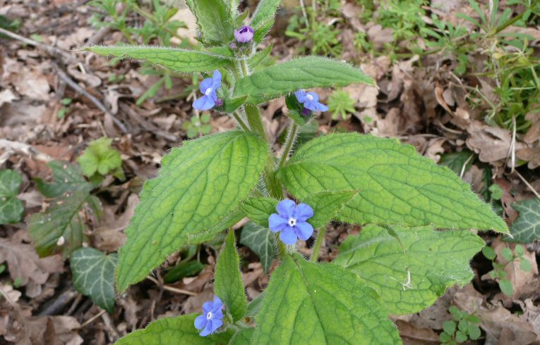 Green Alkanet