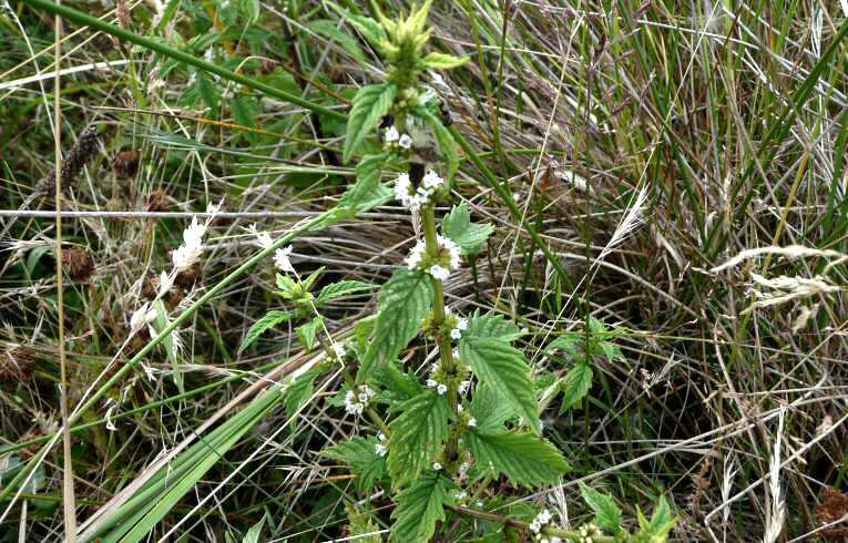 Gypsywort