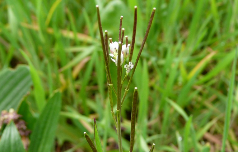 Hairy Bittercress