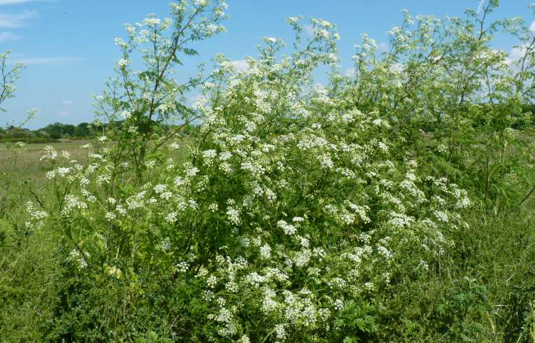 Hemlock