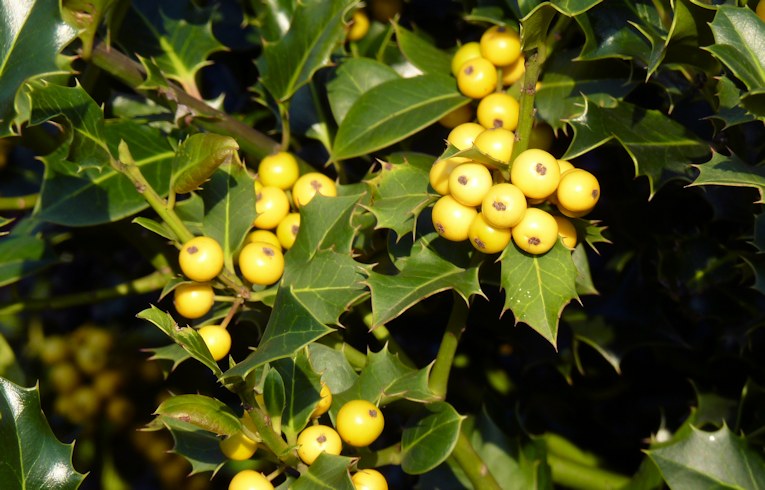 Yellow-berried Holly