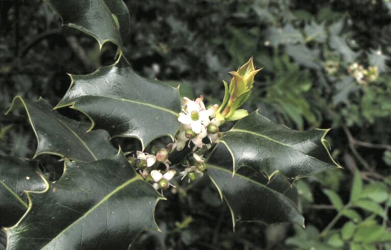 Ilex aquifolium