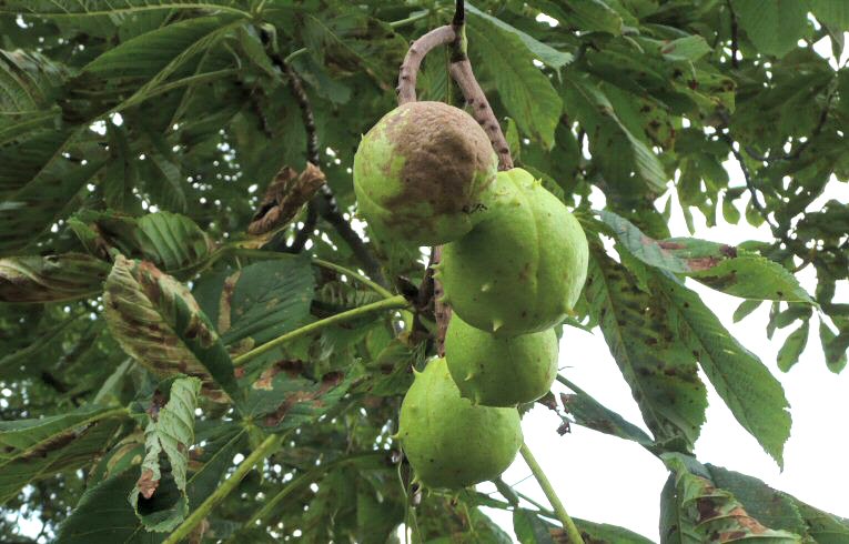 Horse-chestnut