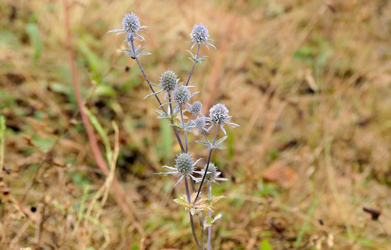 Italian Eryngo