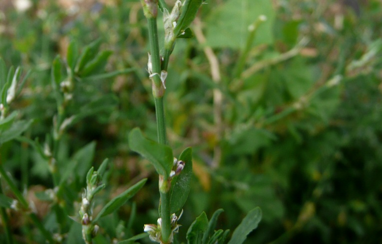 Knotgrass