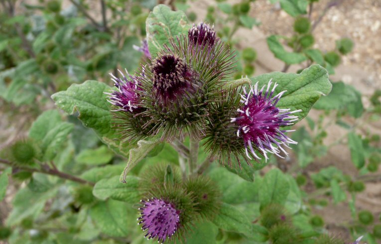 Lesser Burdock