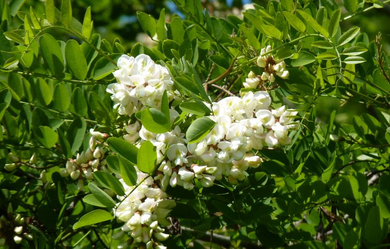 Locust Tree